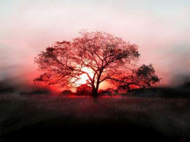 L’arbre de vie ; un plan d’évolution de la conscience