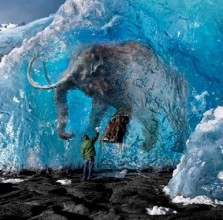 Des carcasses de mammouths prises dans la glace