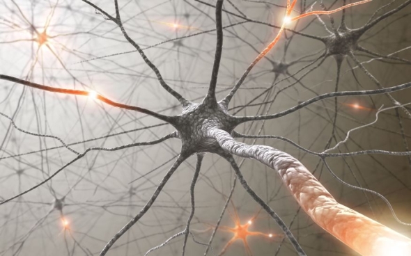 Neurone connections